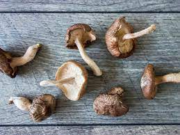 Unveiling the Therapeutic Potential of Nootropic Mushroom Blends