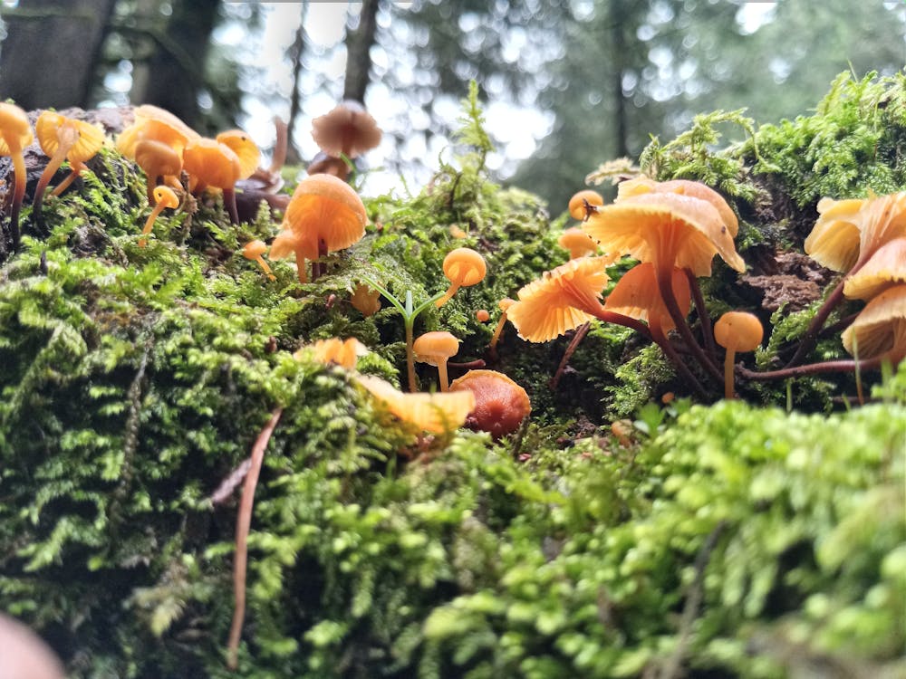 The Rise of Amanita Mushroom Gummies: A New Frontier in Wellness