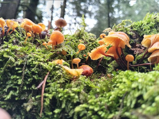 The Rise of Amanita Mushroom Gummies: A New Frontier in Wellness